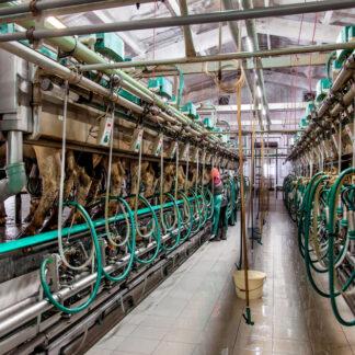 DETERGENZA MUNGITURA