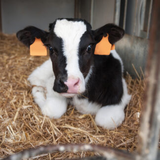 LATTE PER SVEZZAMENTO